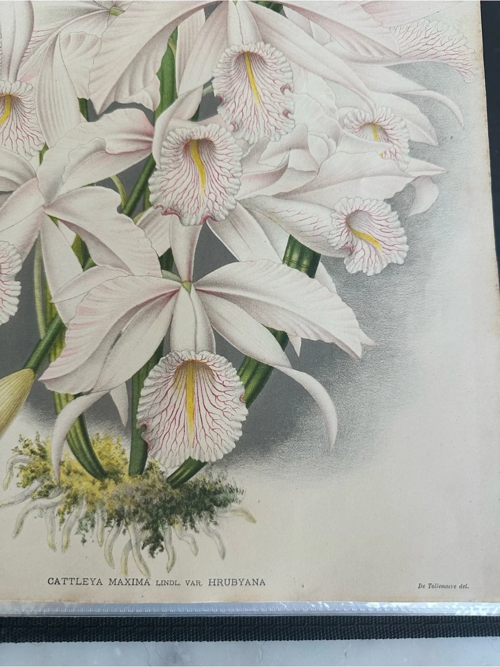 1885 Lindenia Pink Cattleya Orchid Illustration